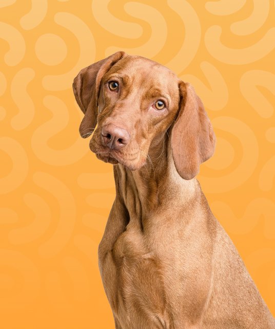 Home Pets 8 طعام كلاب — Elite Pet Care Shop مصر