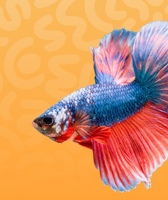 Home Pets 7 pet othr fish — Elite Pet Care Shop مصر